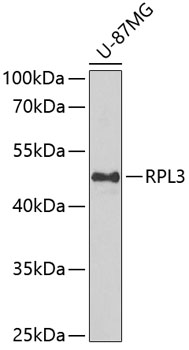 RPL3 Polyclonal Antibody (E-AB-61441)