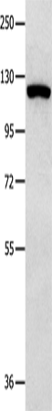 MVP Polyclonal Antibody (E-AB-10434)