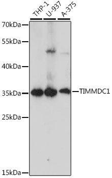 TIMMDC1 Polyclonal Antibody (E-AB-91306)