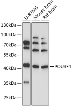 POU3F4 Polyclonal Antibody (E-AB-91804)