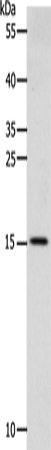 CST3 Polyclonal Antibody (E-AB-12265)