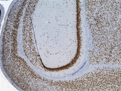 Purified anti-FOX3 (NeuN) Antibody (Previously Covance catalog# SIG-39860) (834502)