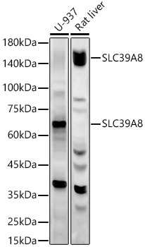 SLC39A8 Polyclonal Antibody (E-AB-92452)