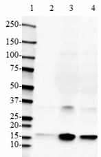Purified anti-Transthyretin, 31-50 Antibody (853001)