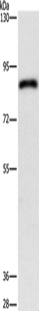APEH Polyclonal Antibody (E-AB-12756)