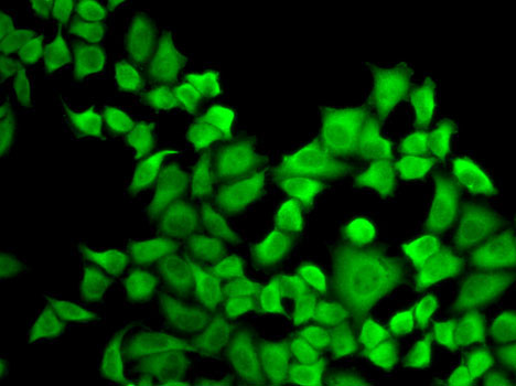 DHFR Polyclonal Antibody (E-AB-60366)