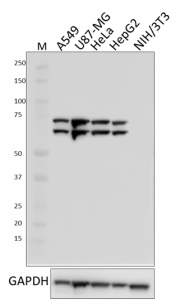 Purified anti-Lamin A/C Antibody (600001)