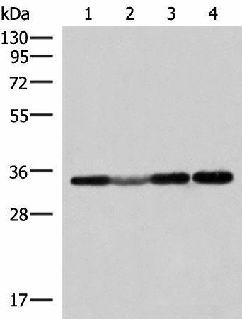 ECH1 Polyclonal Antibody (E-AB-52890)