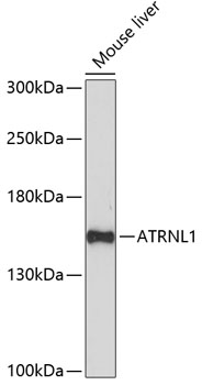 ATRNL1 Polyclonal Antibody (E-AB-65138)