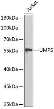 UMPS Polyclonal Antibody (E-AB-61803)