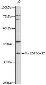 Fbx32/FBOX32 Polyclonal Antibody (E-AB-93393)