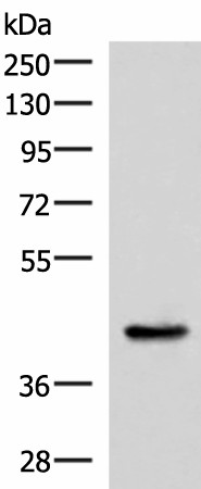 HPN Polyclonal Antibody (E-AB-52191)