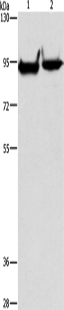 MARK1 Polyclonal Antibody (E-AB-14680)