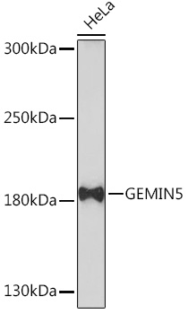 GEMIN5 Polyclonal Antibody (E-AB-91706)