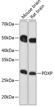 PDXP Polyclonal Antibody (E-AB-91787)