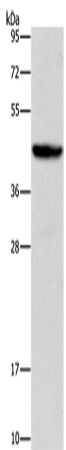 ORM2 Polyclonal Antibody (E-AB-14761)