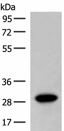 SCGN Polyclonal Antibody (E-AB-52727)