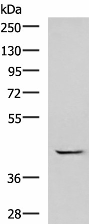 GABPB1 Polyclonal Antibody (E-AB-19015)