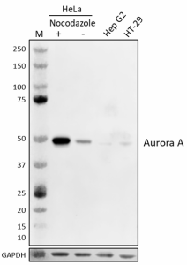 Purified anti-Aurora A Antibody (687451)