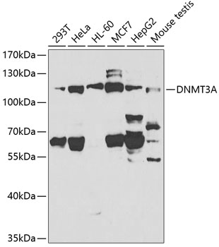 DNMT3A Polyclonal Antibody (E-AB-67401)