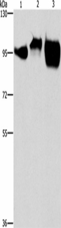CD54 Polyclonal Antibody (E-AB-16322)