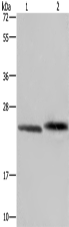 GLO1 Polyclonal Antibody (E-AB-15072)