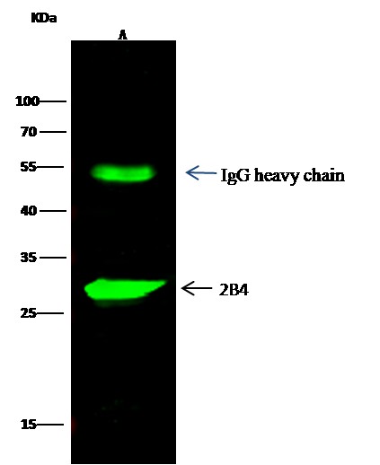 Recombinant 2B4/CD244 Monoclonal Antibody (AN300092P)