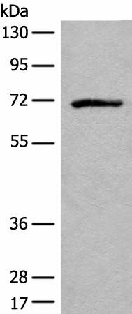 ADGRE3 Polyclonal Antibody (E-AB-19802)