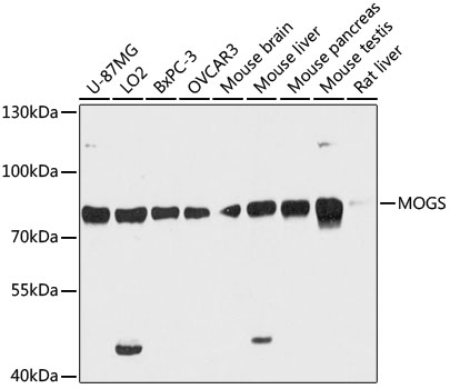 MOGS Polyclonal Antibody (E-AB-64312)