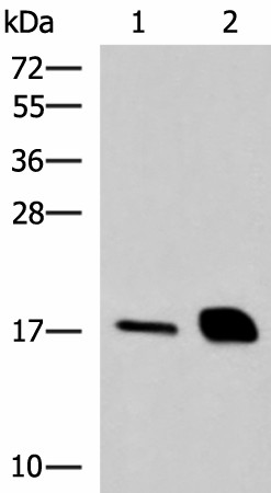 RNASE1 Polyclonal Antibody (E-AB-53050)