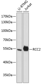 RCC2 Polyclonal Antibody (E-AB-64457)