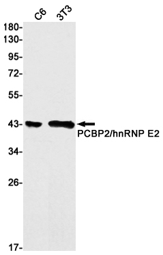 Recombinant PCBP2 Monoclonal Antibody (E-AB-81594)