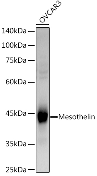 Mesothelin Polyclonal Antibody (E-AB-92706)