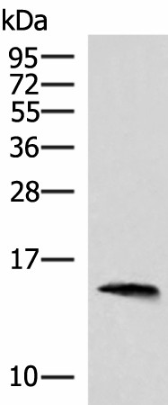 REG1B Polyclonal Antibody (E-AB-52897)