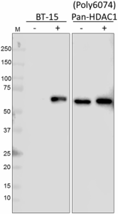 Purified anti-HDAC1 Phospho (Ser406) Antibody (611001)