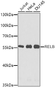 RELB Polyclonal Antibody (E-AB-62193)
