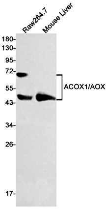 Recombinant ACOX1 Monoclonal Antibody (E-AB-81525)