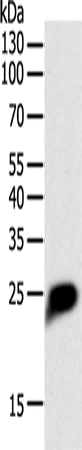 CRP Polyclonal Antibody (E-AB-10258)