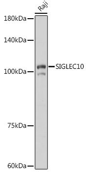 SIGLEC10 Polyclonal Antibody (E-AB-92237)