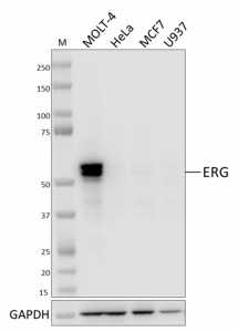 Purified anti-ERG Antibody (940201)