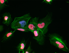 Alexa Fluor® 647 anti-SOX2 Antibody (656108)