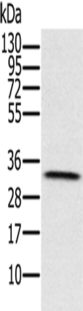 HSD17B8 Polyclonal Antibody (E-AB-11301)