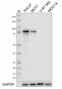Purified anti-γ-Catenin Antibody (946401)