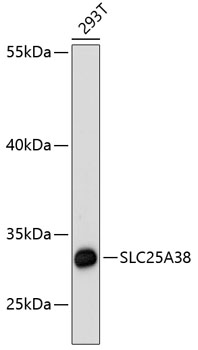 SLC25A38 Polyclonal Antibody (E-AB-66029)