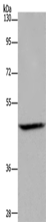 ETS2 Polyclonal Antibody (E-AB-15001)