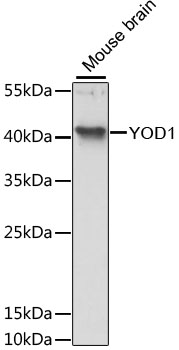 YOD1 Polyclonal Antibody (E-AB-66038)