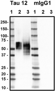 Purified anti-Tau, 6-18 Antibody (Previously Covance catalog# SIG-39416) (806503)