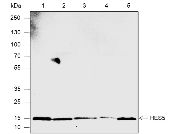 Recombinant HES5 Monoclonal Antibody (AN301858L)