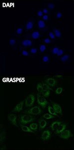 FITC Donkey anti-rabbit IgG (minimal x-reactivity) Antibody (406403)