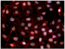 Alexa Fluor® 555 Donkey anti-rabbit IgG (minimal x-reactivity) Antibody (406412)